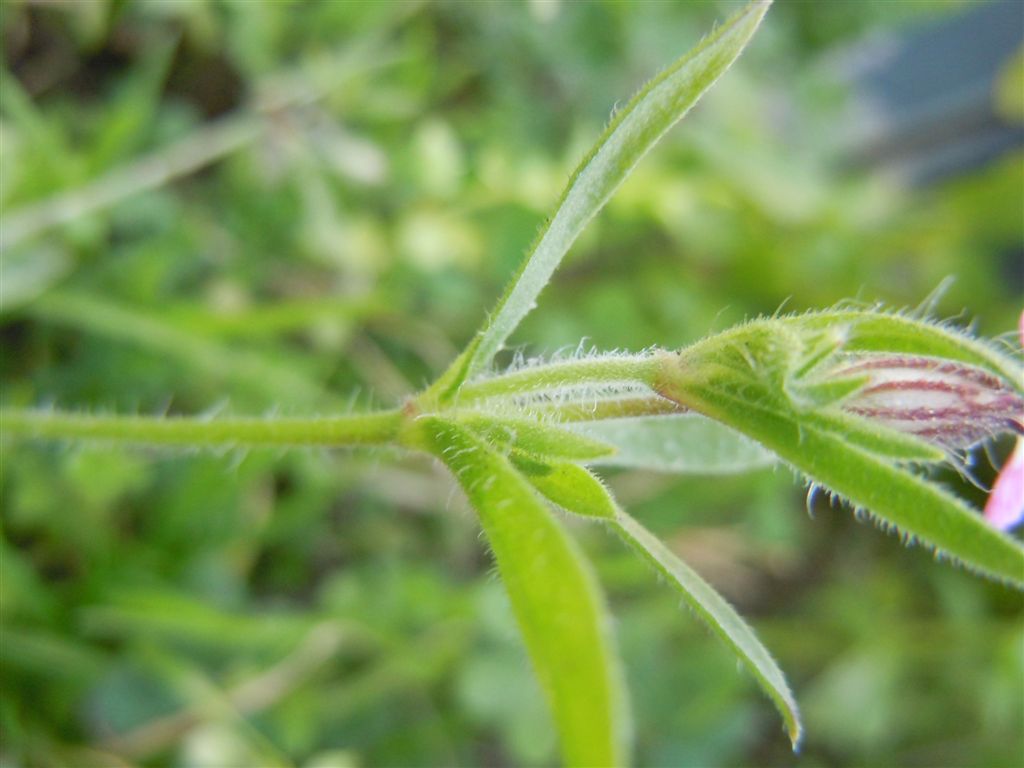 Cariofillacea : Silene gallica